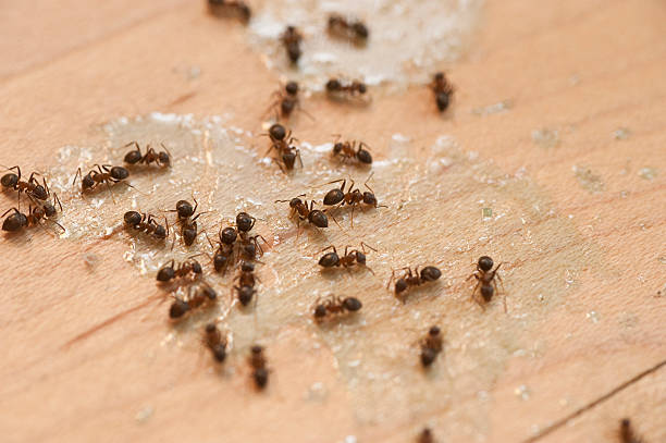 Best Ant Control Services  in Pocola, OK